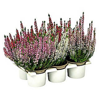 Besenheide Beauty Ladies (Calluna vulgaris, Topfgröße: 10 cm, Sortenabhängig, 6 Stk.)