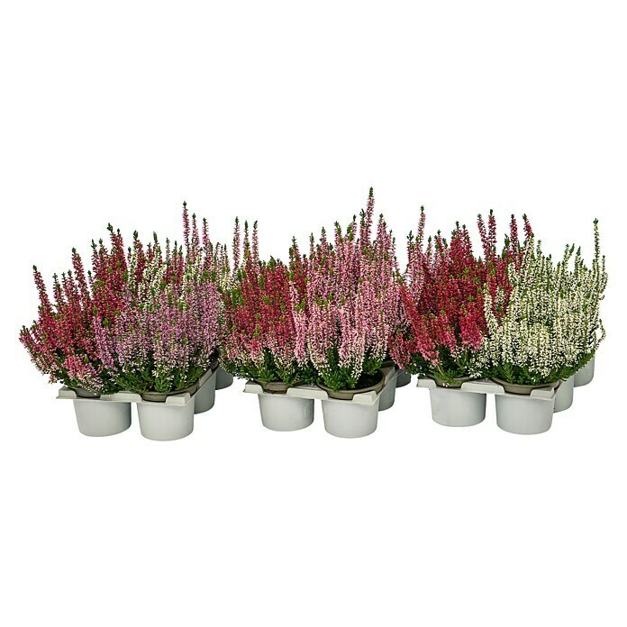 Calluna vulgaris 10 Beauty Ladies 6er 6