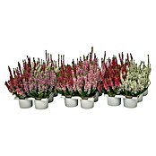 Calluna vulgaris 10 Beauty Ladies 6er 6