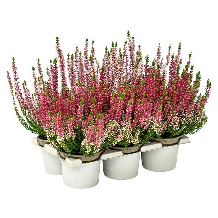 Calluna vulgaris 10 Beauty Ladies 6er 6
