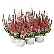 Calluna vulgaris 10 Beauty Ladies 6er 6