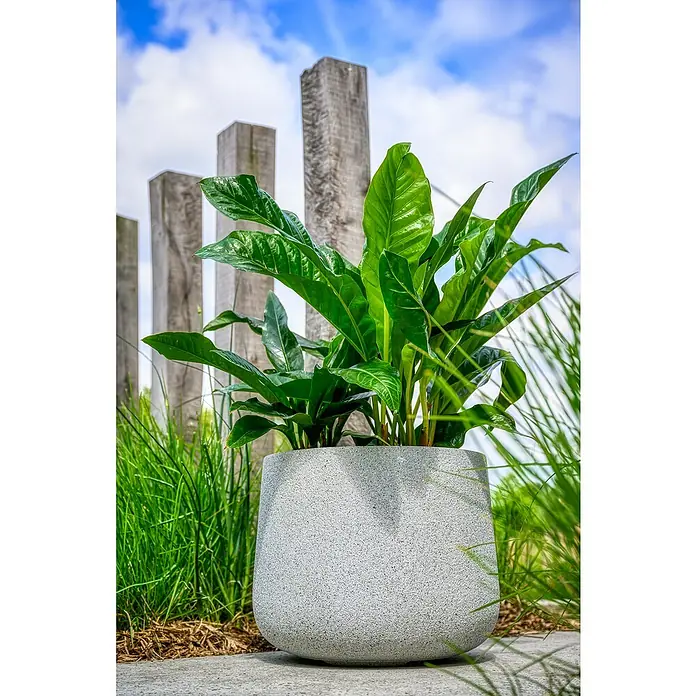 Pflanzkübel rund Minnesota - Außenmaß (Ø x H): 43 x 36 cm, Verbundwerkstoff, Hellgrau - Ein großer, runder Pflanztopf mit einer üppigen grünen Pflanze darauf, ideal für den Garten oder die Terrasse. Der Topf hat eine graue, gesprenkelte Oberfläche.