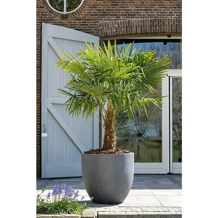 Pflanzkübel rund JacksonAußenmaß (Ø x H): 36,5 x 29,5 cm, Verbundwerkstoff, Dunkelgrau - Ein üppiger Palmfarn in einem modernen grauen Pflanzgefäß, der eine ruhige und stilvolle Atmosphäre im Freien schafft.