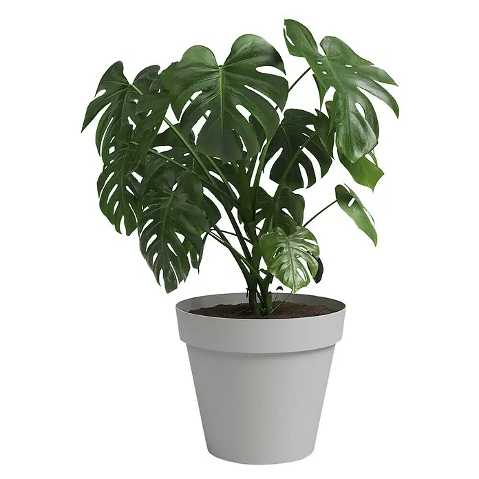 Artevasi Capri Pflanztopf - Außenmaß (Ø x H): 25 x 21,5 cm, Kunststoff, Hellgrau - Monstera Zimmerpflanze in einem hellgrauen Topf, die für frische Luft und ein tropisches Flair in jedem Raum sorgt.