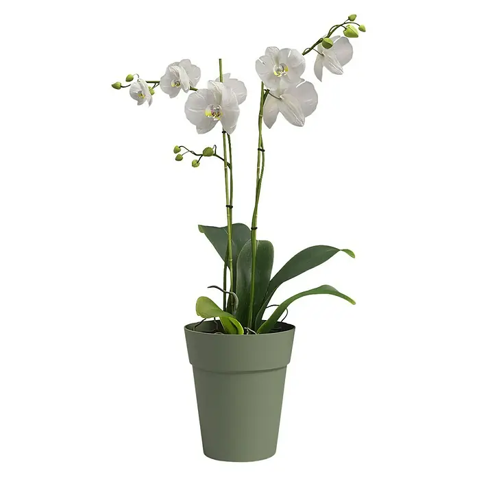 Artevasi Capri Orchideentopf - Außenmaß (Ø x H): 13,7 x 15 cm, Kunststoff, Weiss, Grün - Elegante weiße Orchidee in einem schlichten grünen Topf. Die zarten Blüten und grünen Blätter bilden einen schönen Kontrast.
