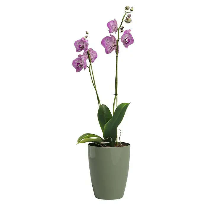 Artevasi Orchideentopf Fiji - Außenmaß (Ø x H): 12,5 x 15 cm, Kunststoff, Weiss, Grün - Die elegante Orchidee im Topf mit ihren zarten lila Blüten bringt einen Hauch von Frühling in jeden Raum. Ein stilvolles Wohnaccessoire für Orchideenliebhaber.