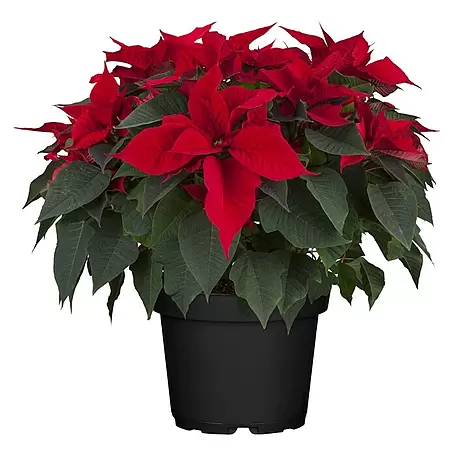 Piardino Weihnachtsstern