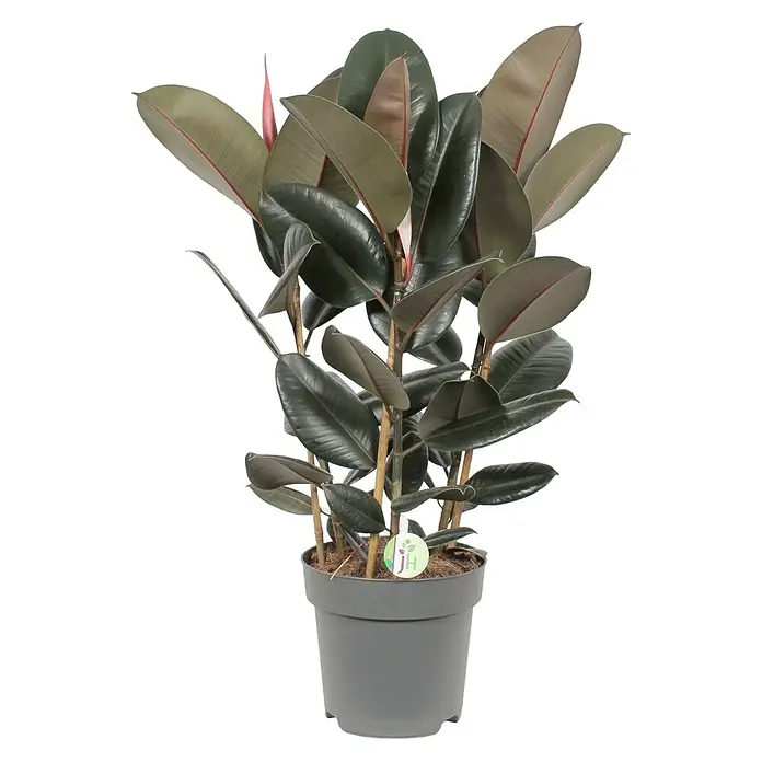 Piardino Gummibaum in SortenFicus elastica, Topfgröße: 27 cm