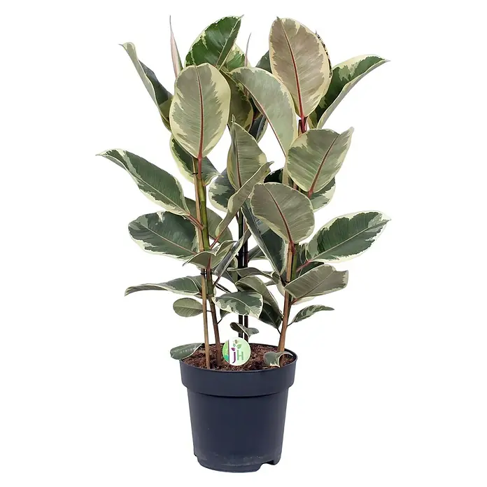 Piardino Gummibaum in SortenFicus elastica, Topfgröße: 27 cm