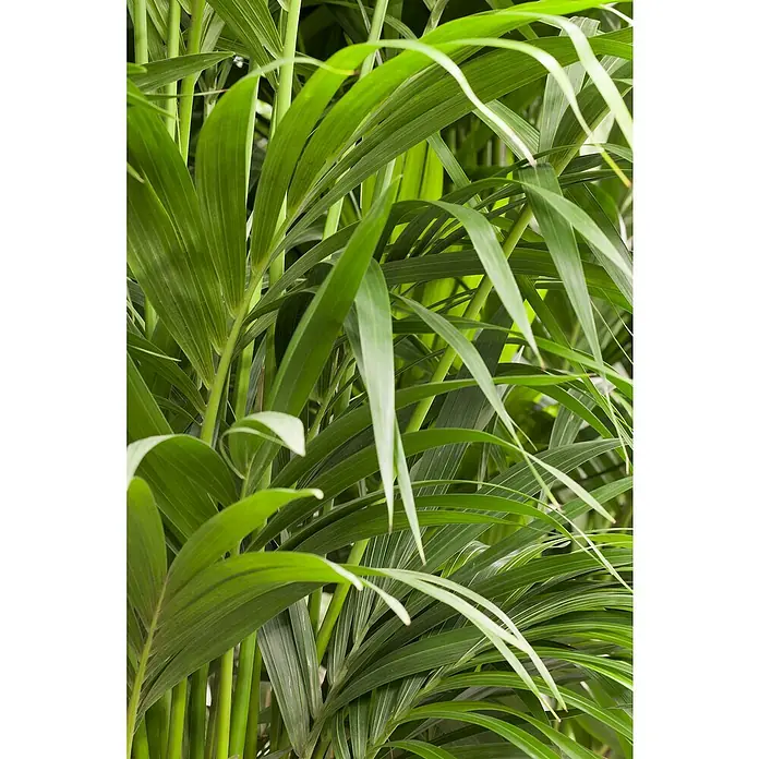 Piardino Kentiapalme XXL - Howea forsteriana, Topfgröße: 27 cm - Nahaufnahme einer Zimmerpalme mit grünen Blättern, die eine tropische und natürliche Atmosphäre schaffen.
