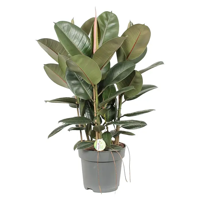 Piardino Gummibaum in SortenFicus elastica, Topfgröße: 27 cm