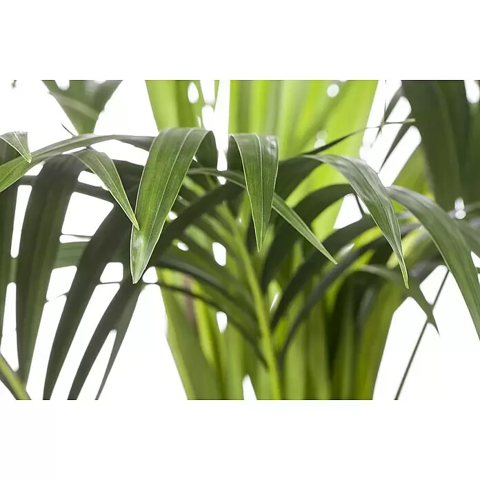 Piardino Kentiapalme 8 - 9 Tuff - Howea fosteriana, Topfgröße: 33 cm - Detaillierte Ansicht von frischen grünen Palmenblättern.