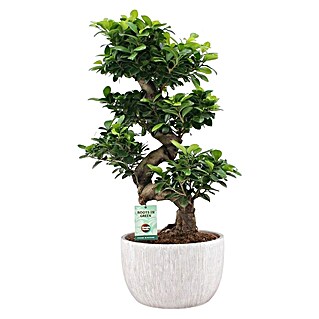 Piardino Bonsai (Ficus retusa, Topfgröße: 28 cm, Dunkelgrün)