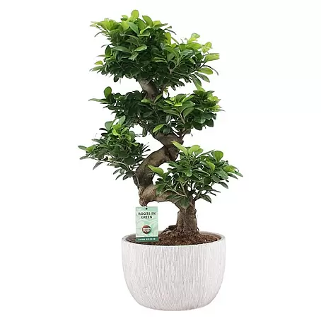 Piardino  Bonsai