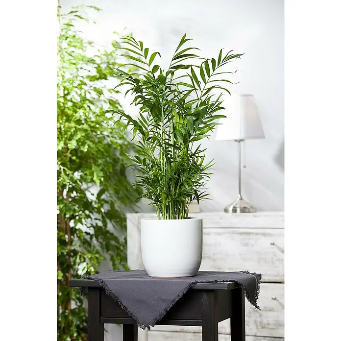 Bergpalme - Chamaedorea elegans - Zimmerpflanze: Eine elegante Bergpalme in einem schlichten, weißen Übertopf, die auf einem dunklen Holztisch mit grauer Tischdecke steht.