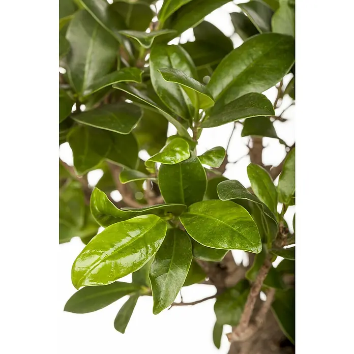 Piardino BonsaiFicus retusa, Topfgröße: 28 cm, Dunkelgrün Detail Shot