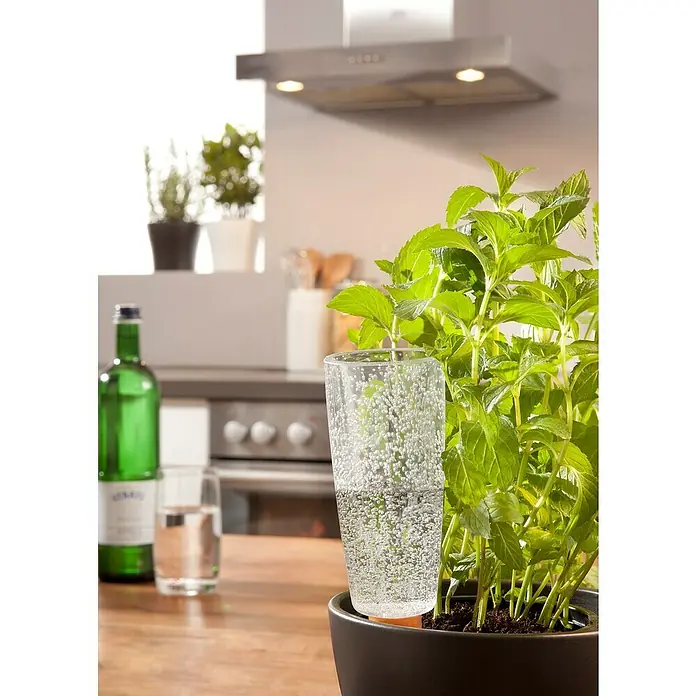 Scheurich Wasserspender Copa - 150 ml, Clear - Ein Zimmerpflanze mit einem Bewässerungsgerät im Topf, im Hintergrund ist eine Küche zu sehen.