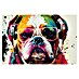 Cuadro Bulldog Pop Art 