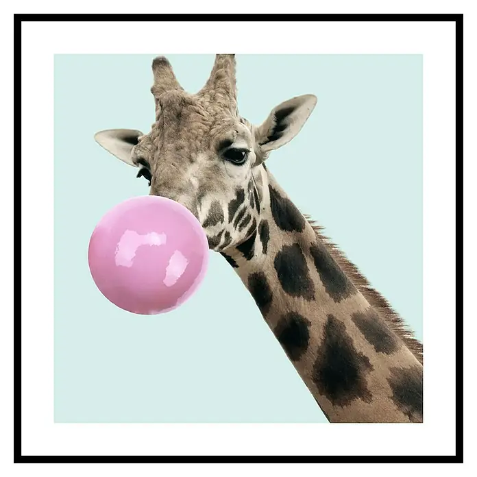 Cuadro Jirafa chicle - An x Al: 40 x 40 cm, 1 pzs. - Jirafa inflando chicle, creando una imagen caprichosa que añade un toque de humor.