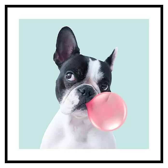 Cuadro Bulldog chicle - An x Al: 40 x 40 cm, 1 pzs. - Lámina enmarcada: un perro Boston Terrier blanco y negro sopla un chicle rosa grande y brillante sobre un fondo azul claro.