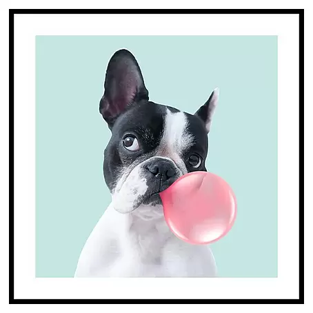 Cuadro Bulldog chicle