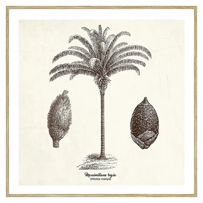 Cuadro Palmera 2 - An x Al: 40 x 40 cm, 1 pzs. - Impresión botánica enmarcada con una ilustración de la palma Maximiliana regia, incluyendo la fruta. Una decoración de pared elegante para amantes de las plantas.