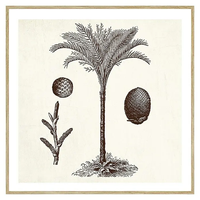 Cuadro Palmera 3 - An x Al: 40 x 40 cm, 1 pzs. - Ilustración botánica de una palmera con frutos, enmarcada, ideal para una decoración mural con un toque natural.