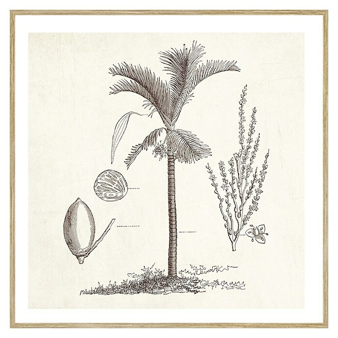 Cuadro Palmera 4 (An x Al: 40 x 40 cm, 1 pzs.) | BAUHAUS