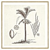 Cuadro Palmera 4 (An x Al: 40 x 40 cm, 1 pzs.) | BAUHAUS