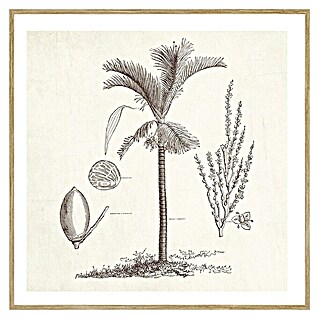 Cuadro Palmera 4 (An x Al: 40 x 40 cm, 1 pzs.)