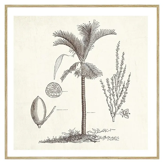 Cuadro Palmera 4 - An x Al: 40 x 40 cm, 1 pzs. - Ilustración de una palmera con frutos y flores, enmarcada en madera clara. Representación botánica para decoración de pared.