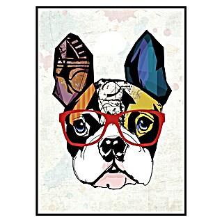 Lienzo Bulldog Gafas (Bulldog Gafas, An x Al: 50 x 70 cm)