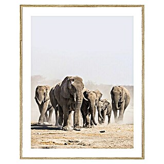 Cuadro Elefante (An x Al: 40 x 50 cm, 1 pzs.)