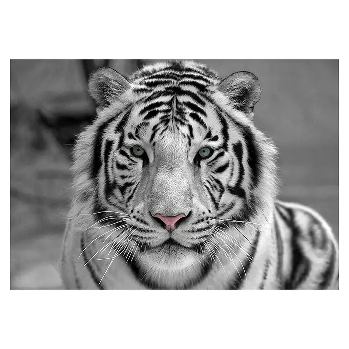 Cuadro Tigre B&N - Tigre B&N, An x Al: 100 x 70 cm, 1 pzs. - Primer plano detallado de un tigre blanco en blanco y negro, con ojos azules y nariz rosada. Un retrato impactante con detalles finos del pelaje.