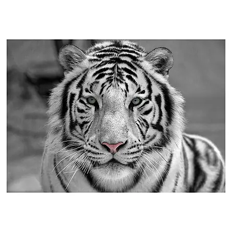 Cuadro Tigre B&N