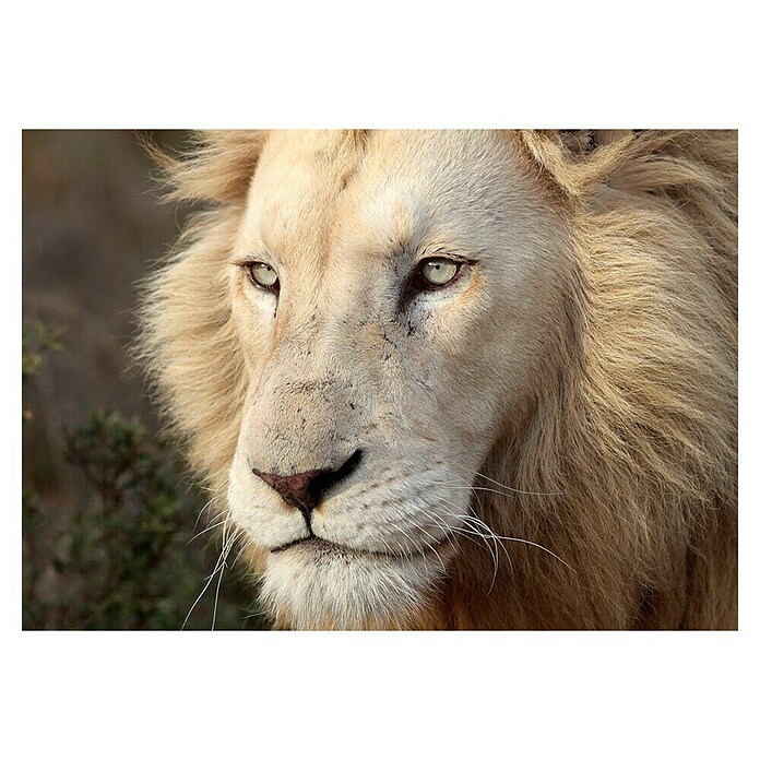Cuadro León (León, An x Al: 100 x 70 cm, 1 pzs.) | BAUHAUS