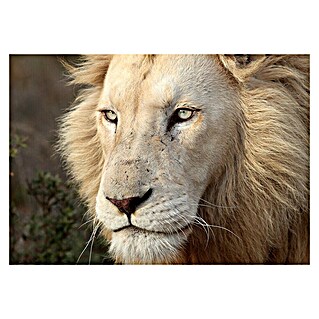 Cuadro León (León, An x Al: 100 x 70 cm, 1 pzs.)