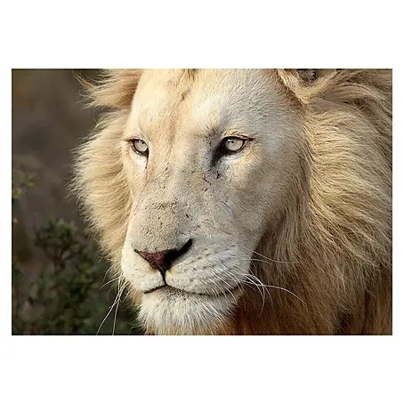 Cuadro León