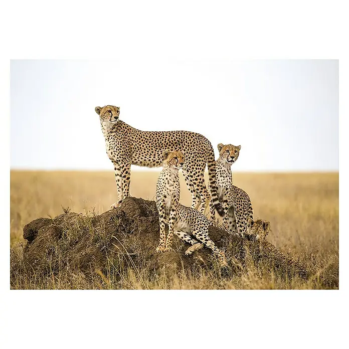 Cuadro Guepardos - Guepardos, An x Al: 100 x 70 cm, 1 pzs. - Una familia de guepardos de pie en un montículo en la sabana africana, mirando hacia afuera, con una madre vigilante.