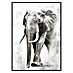 Lienzo Elefante 