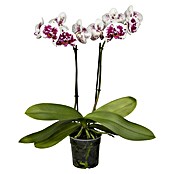 Piardino Schmetterlingsorchidee (Phalaenopsis in Sorten, Topfgröße: 12 cm, Anzahl Triebe: 2 Stk., Aufrecht) | BAUHAUS