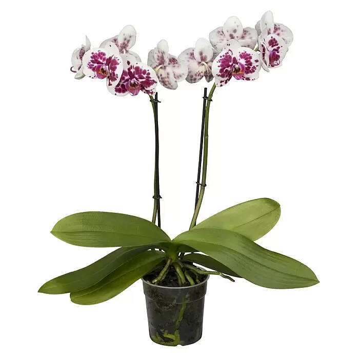 Piardino Schmetterlingsorchidee - Phalaenopsis in Sorten, Topfgröße: 12 cm, Anzahl Triebe: 2 Stk., Aufrecht - Eine getopfte Orchidee mit weißen Blüten und violetten Flecken, grünen Blättern und sichtbaren Wurzeln im transparenten Topf.