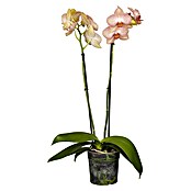 Piardino Schmetterlingsorchidee (Phalaenopsis in Sorten, Topfgröße: 12 cm, Anzahl Triebe: 2 Stk., Aufrecht) | BAUHAUS