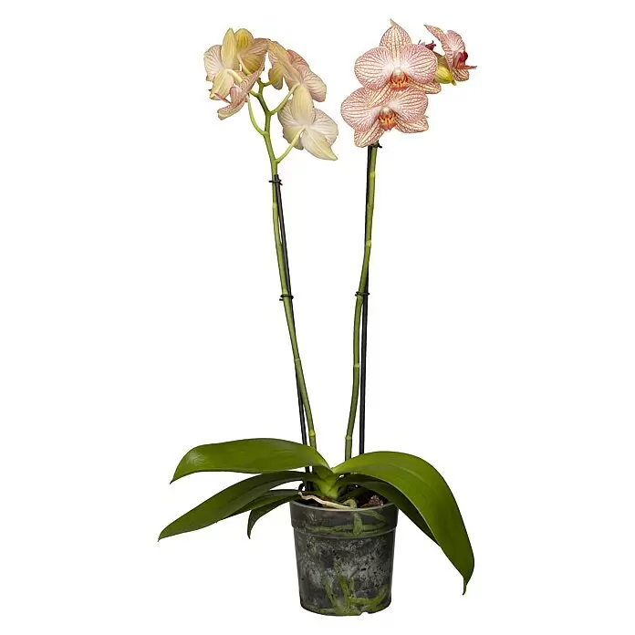 Piardino Schmetterlingsorchidee - Phalaenopsis in Sorten, Topfgröße: 12 cm, Anzahl Triebe: 2 Stk., Aufrecht - Topf-Orchidee mit zwei Stielen gestreifter rosa-gelber Blüten, grünen Blättern und transparentem Topf.