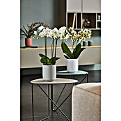 Soendgen Keramik Orchideentopf Falun (Außenmaß (Ø x H): 13 x 15 cm, Keramik, Weiß) | BAUHAUS