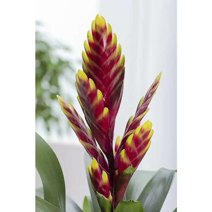 Piardino BromelieBromelia hybride, Topfgröße: 12 cm, Sortenabhängig - Nahaufnahme einer blühenden Tillandsie mit roten und gelben Blütenständen, die eine exotische und lebendige Note verleiht.