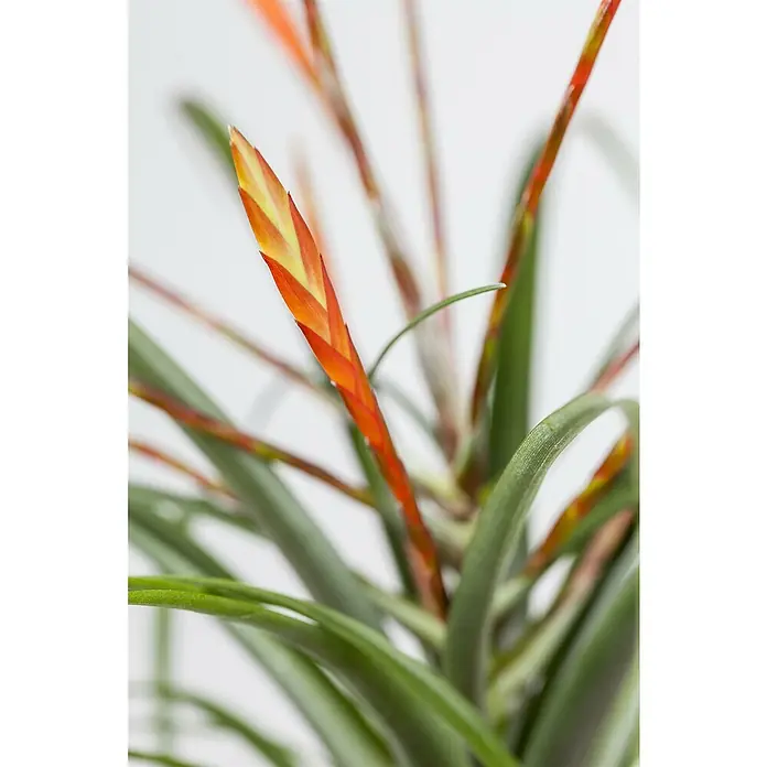 Piardino BromelieBromelia hybride, Topfgröße: 12 cm, Sortenabhängig - Nahaufnahme einer Tillandsie mit ihren leuchtend orangefarbenen und gelben Blüten, die die feinen grünen Blätter ergänzen.