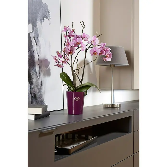 Soendgen Keramik Orchideentopf Merina Candy - Außenmaß (Ø x H): 7 x 8 cm, Keramik, Brombeere, Glänzend - Nahaufnahme einer Phalaenopsis-Orchidee in einem Topf, die auf einer modernen grauen Kommode mit Büchern und einer Lampe steht.