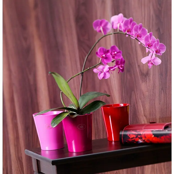 Soendgen Keramik Orchideentopf Merina Candy - Außenmaß (Ø x H): 7 x 8 cm, Keramik, Bordeaux, Glänzend - Ein Arrangement aus pinkfarbenen Orchideen in passenden Töpfen und einem roten Behälter auf einem dunklen Tisch vor holzvertäfelter Wand.