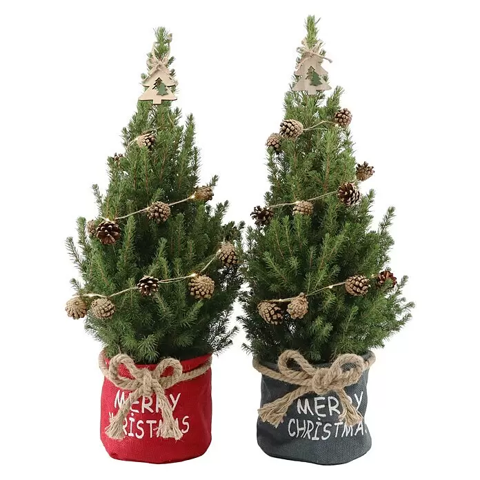 Piardino Zuckerhut-Fichte im Christmas Bag - Picea glauca conica, Topfgröße: 19 cm - Zwei kleine künstliche Weihnachtsbäume, dekoriert mit Tannenzapfen, Lichterketten und Holzspitzen, in roten und grauen Stofftöpfen mit „Merry Christmas“ Text.